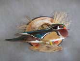 Wood Duck Drake